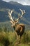 16-point stag near bush line