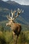 16-point stag near bush line