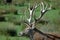 16-point stag in profile