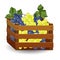 1651 grape, Ripe Grapes in a Wooden Box, Isolate on White Background, Autumnal Fruits