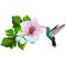 1668 summer, tropical composition, flowers of orchids with leaves, bird hummingbird, isolate on a white background