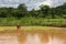 16th August, 2022, Belpahari, West Bengal, India: Plantation of rice plants in a traditional way in wet muddy paddy field. Indian