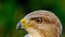 16x9 close up portrait of a common buzzard Buteo buteo