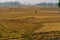 17.12.2022 .Vast spread out paddyfield with golden harvest spread across