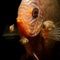 17 days old baby Discus fish Symphysodon aequifasciatus with parents.