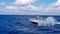 17 January 2018 - Nassau, Bahamas. Boston whaler boat jumping the waves in the sea and cruising the blue ocean day in