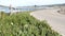 17-mile drive scenic road, Monterey, California, ocean waves. Succulent plants.