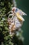 A 17-year Brood X cicada is caught mid-transformation as it slowly molts from its shell.