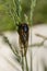 A 17-year Brood X cicada climbs a blade of grass in the warm sunlight.