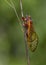 17-year periodical cicada