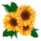 1737 sunflower, sunflower and leaves in bright colors, isolate on a white background