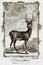 1770 Buffon Antique Animal Print of a Stag or Hart Deer