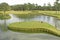 The 17th Green at Sawgrass TPC