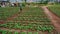 18, Feb. 2017 -the farmer take care of Chinese cabbage farm in Dalat- Lamdong, Vietnam