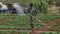 18, Feb. 2017 -the farmer take care of Chinese cabbage farm in Dalat- Lamdong, Vietnam
