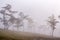 18, Feb. 2017 - Fog over pine forest Dalat- Lamdong, Vietnam