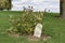 1800`s gravestone in a country graveyard