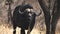 a 180p slow motion clip of a cape buffalo chewing its cud at tarangire national par