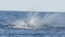 180p slow motion clip of a humpback whale calf head only breach at merimbula