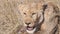 180p slow motion close up clip of a young lion eating a warthog at serengeti national park