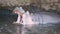 180p slow motion of a hippopotamus starting to yawn at hippo pool in serengeti national park