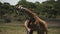 180p slow motion shot of male giraffe fighting at arusha national park