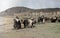 1901 Vintage Photo of Victorian Families on Beach, Aberystwyth, Wales, UK