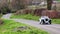 A 1948 MG TC in Cumbria, England