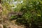 1970s` arch bridge over weedy riverway in woods of sunny spring