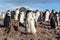 1y old chinstrap chick penguin standing among his colony members