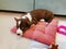 A 2.5-month-old brown puppy with a white muzzle of a Welsh corgi cardigan lies on a pink pillow and looks in front of him