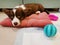 A 2.5-month-old brown Welsh Corgi Cardigan puppy with a white muzzle lies on a pink pillow, around her toy and looks at the camera