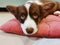 A 2.5-month-old brown Welsh Corgi Cardigan puppy with a white muzzle lies on a pink pillow and looks up