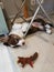 A 2.5-month-old Cardigan Welsh corgi puppy, brown and white, lies on its back under the crossbar of the metal legs of the chair