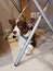 A 2.5-month-old Cardigan Welsh corgi puppy, brown with a white muzzle, paws and breast, is lying under a chair, with her head