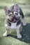 2.5-Year-Old Lilac Tan White Brindle AKA Trindle Male Puppy French Bulldog