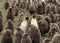 2 adult King Penguins among a flock of chicks