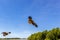 2 adult red-tailed hawk flies into the sun on a bright blue sky day