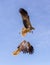 2 adult red-tailed hawk flies into the sun on a bright blue sky day