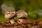 2 amanite type mushrooms in a forest