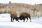 2 American Bison, Buffalo fighting in winter