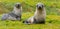 2 Antarctic fur seals babies playing Together in South Georgia in their natural environment