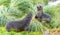 2 Antarctic fur seals babies playing Together in South Georgia in their natural environment