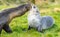 2 Antarctic fur seals babies playing Together in South Georgia in their natural environment