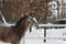 2 Arabian horses synchronously galloping in the snow in the paddock