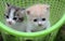 2 baby cat kitty in basket