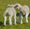 2 baby lambs having a snuggle on Valentia Island, Kerry, Ireland