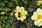 2 bees collect honey on a yellow flower bidens bipinnata amidst other flowers and buds