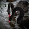 2 black swans feeding in dark water