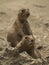 2 Black-Tailed Prairie Dogs On The Lookout